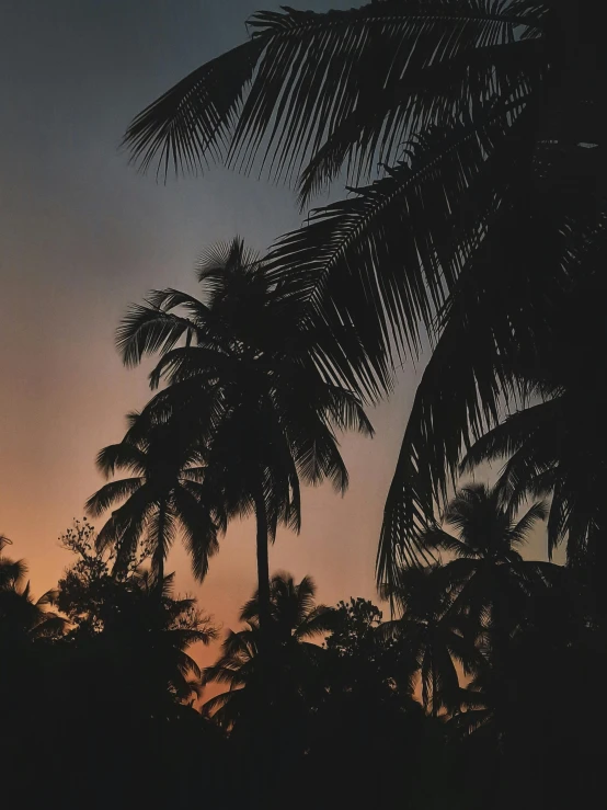 palm trees are silhouetted against a sunset sky, pexels contest winner, sumatraism, instagram story, ☁🌪🌙👩🏾, party in jungles, moody aesthetic