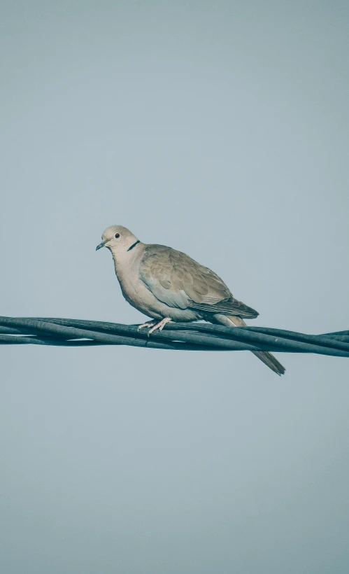 a bird sitting on top of a wire, a portrait, pexels, a bald, low fi, dove, a 35mm photo