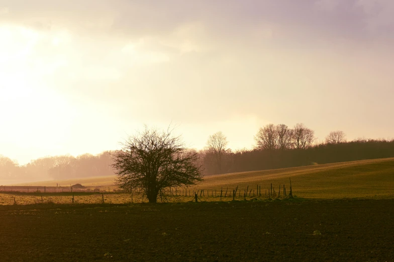 a lone tree sitting in the middle of a field, pexels contest winner, tonalism, next to farm fields and trees, winter sun, brown, spring evening