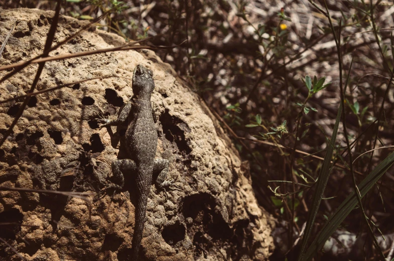 a lizard that is sitting on a rock, by Gwen Barnard, pexels contest winner, renaissance, rocky ground with a dirt path, alessio albi, grey, in the australian outback