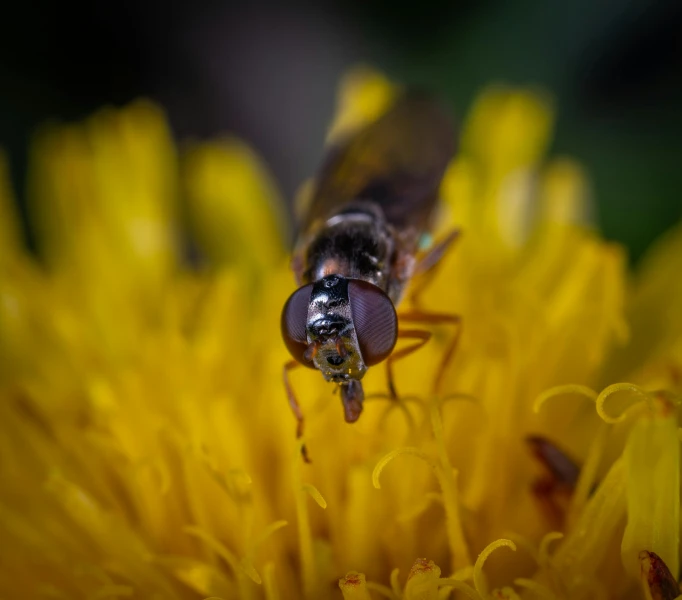 a fly sitting on top of a yellow flower, a macro photograph, by Neil Blevins, pexels, male with halo, roaming the colony, tourist photo, high-angle