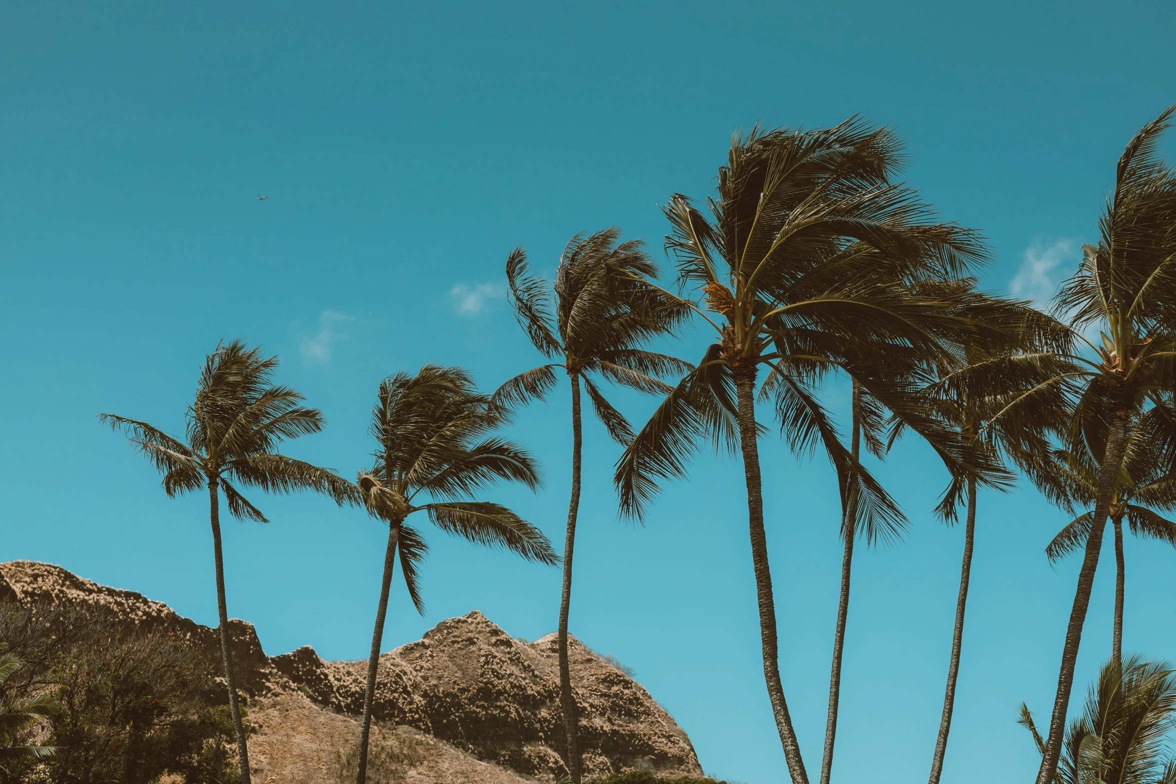 palm trees blowing in the wind on a beach, pexels contest winner, 🦩🪐🐞👩🏻🦳, relaxed. blue background, hawaii, trees and cliffs