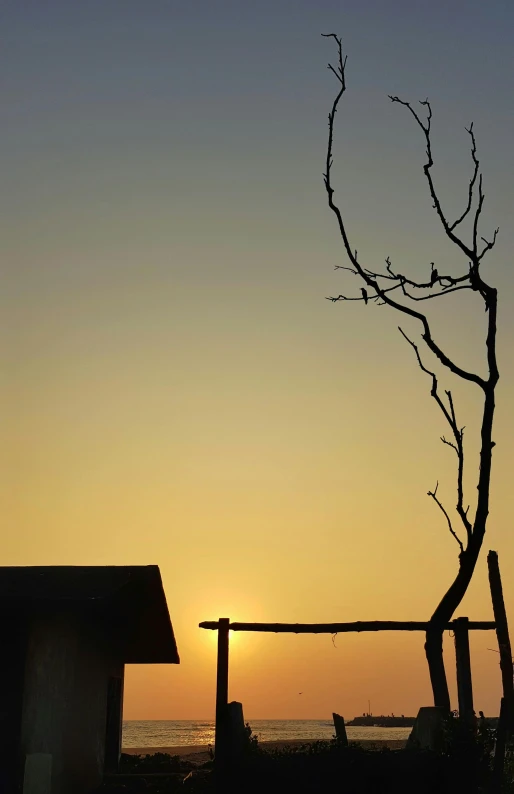 a lone tree is silhouetted against the setting sun, by Peter Churcher, minimalism, burnt huts, on rooftop, :: morning, a wooden