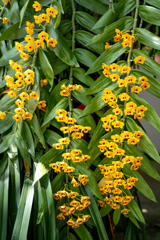 a close up of a plant with yellow flowers, overgrown with puffy orchids, cascading, highly polished, on display