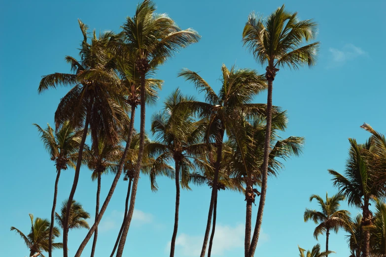 a group of palm trees sitting on top of a sandy beach, unsplash, medium format, hawaii, light blue clear sky, ad image