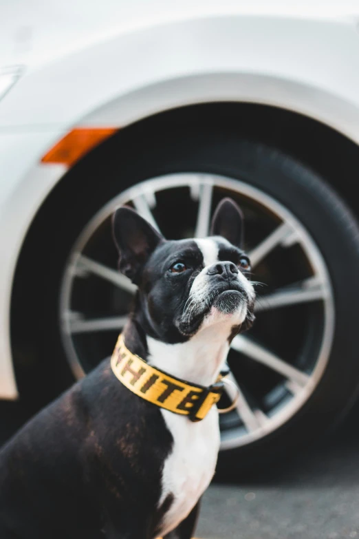 a black and white dog sitting in front of a white car, by Nina Hamnett, trending on unsplash, yellow and black trim, wearing collar, mitre, ghetto