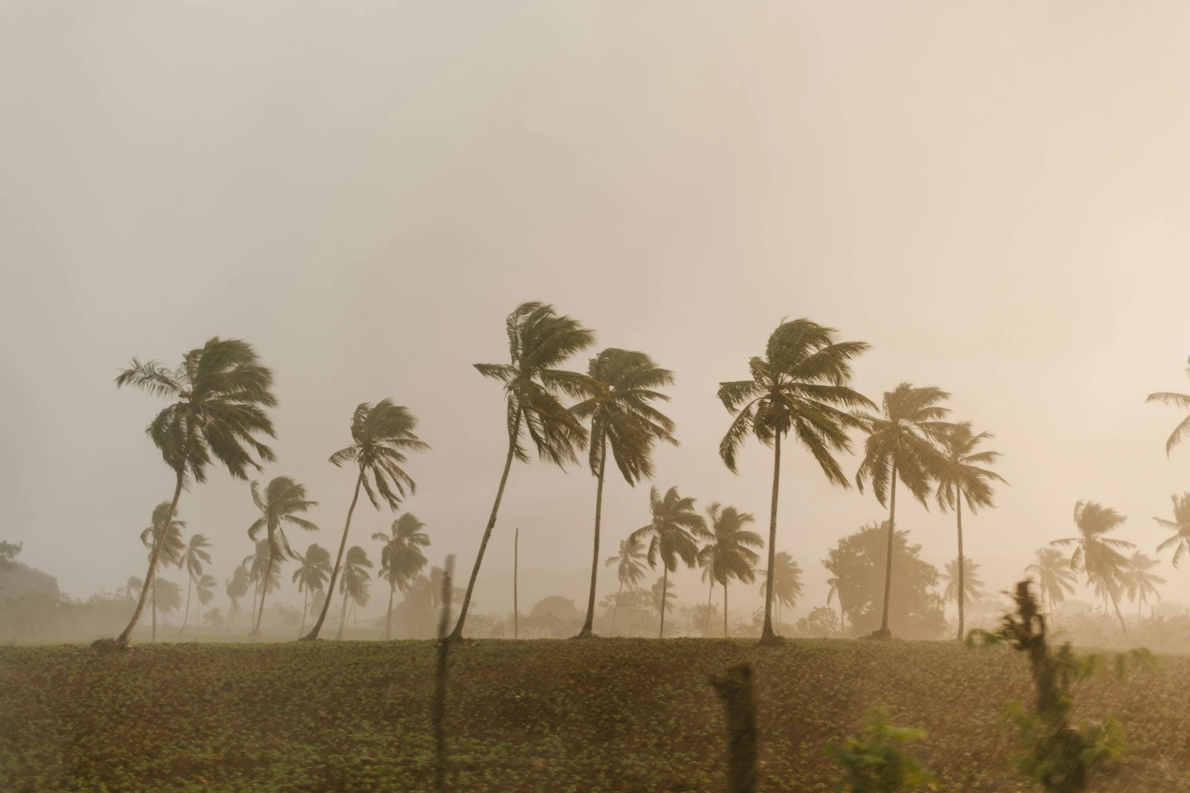 palm trees blowing in the wind on a foggy day, by Daniel Lieske, pexels contest winner, india, hurricane, panorama, brown