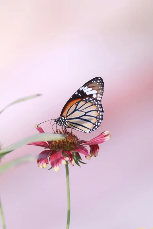 a butterfly that is sitting on a flower, by Andries Stock, soft light 4 k in pink, medium format. soft light, 15081959 21121991 01012000 4k