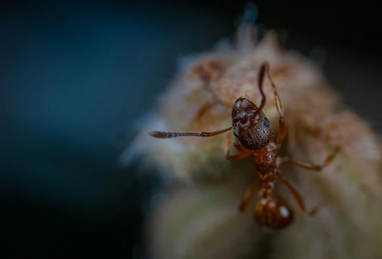 a close up of a bug on a plant, a macro photograph, pexels contest winner, art photography, ant alien, brown, 3840x2160, mixed art