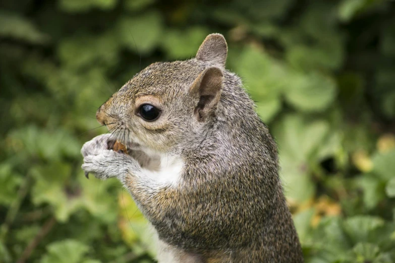 a close up of a squirrel eating a piece of food, inspired by Chippy, pexels contest winner, renaissance, grey ears, portrait”, emerald, grey