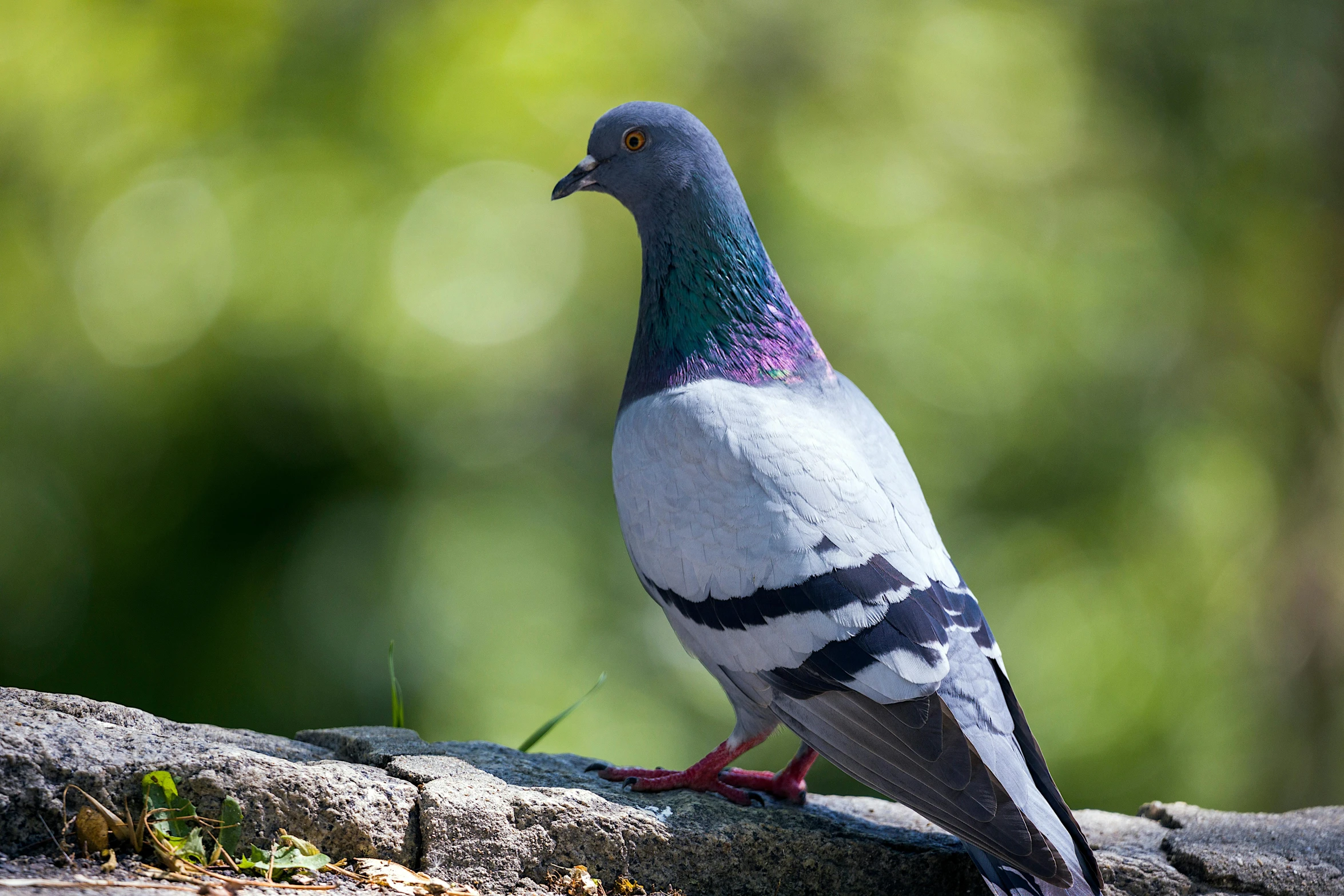 a close up of a pigeon on a rock, multicoloured, parks and gardens, grey