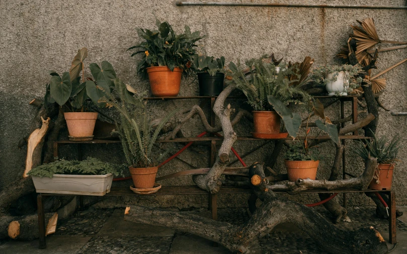 a bunch of potted plants sitting on top of a wooden shelf, by Elsa Bleda, pexels contest winner, trees outside, battered, background image, low quality photo