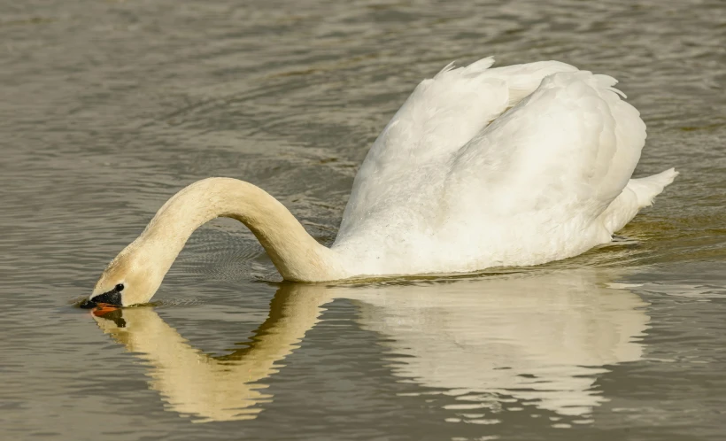 a white swan is swimming in the water, by Neil Blevins, pexels contest winner, arabesque, his trunk is a long tentacle, spaghettification, today\'s featured photograph 4k, old male