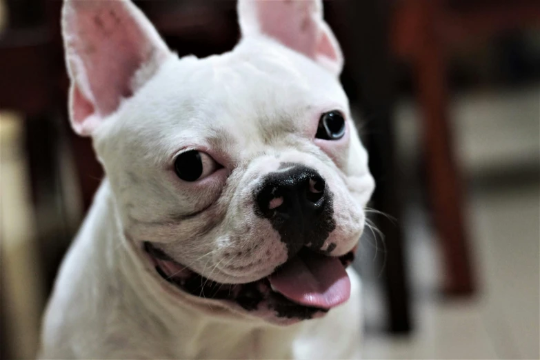 a close up of a dog looking at the camera, pexels contest winner, french bulldog, winking, small white dog at her side, today\'s featured photograph 4k