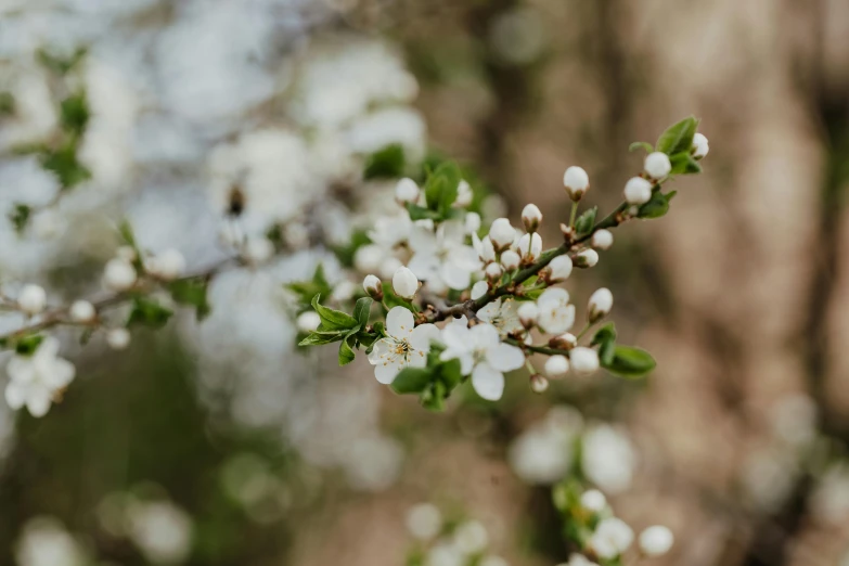 a branch of a tree with white flowers, by Emma Andijewska, trending on unsplash, background image, tiny details, portrait mode photo, manuka