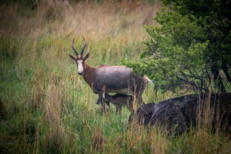 an antelope standing on top of a lush green field, by Daniel Lieske, pexels contest winner, grey, family, hunting, pregnancy