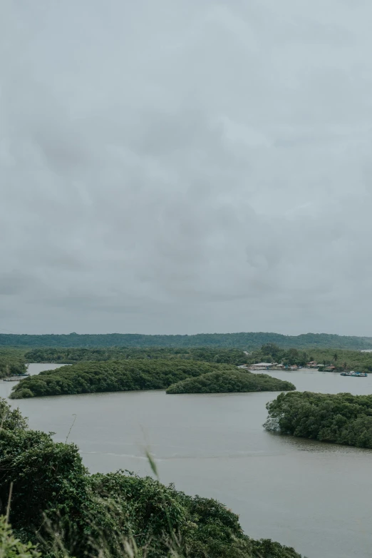 a large body of water surrounded by trees, by Július Jakoby, islands!!!!!, overcast!!! cinematic focus, & a river, mangrove trees