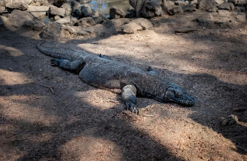 a large alligator laying on top of a dirt field, a photo, pexels contest winner, hurufiyya, made of lava, full daylight, sleeping, full length photo