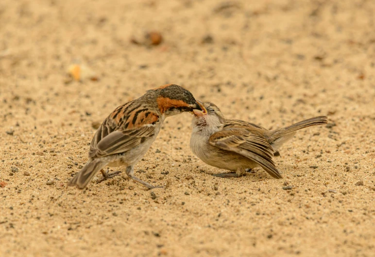 a couple of birds standing on top of a sandy ground, biting, 1 female, swarming with insects, slide show