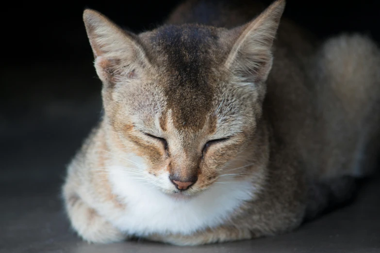 a close up of a cat laying on a floor, a portrait, trending on unsplash, sumatraism, avatar image, madagascar, with closed eyes, south east asian with round face