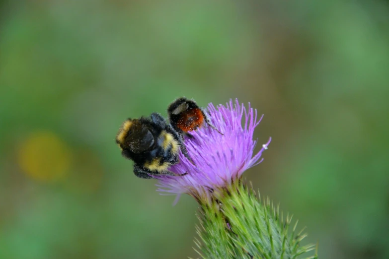 a bee sitting on top of a purple flower, two male, multicoloured, scottish, very fuzzy