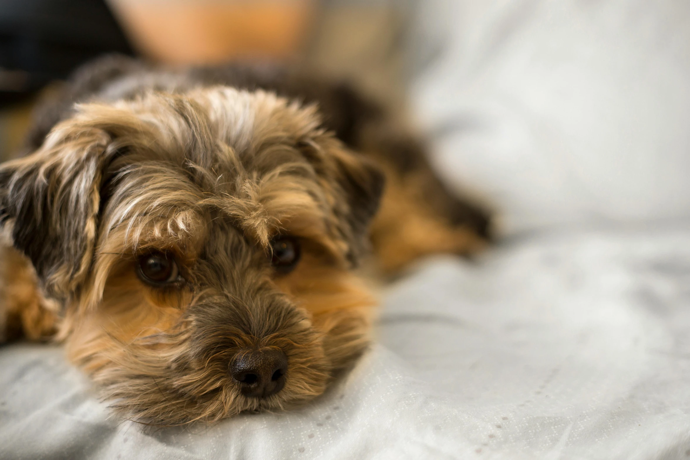 a small dog laying on top of a bed, pexels, photorealism, yorkshire terrier, shot on sony a 7, rectangle, australian