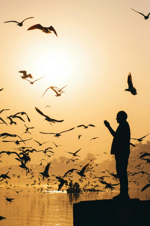 a flock of birds flying over a body of water, inspired by Steve McCurry, pexels contest winner, praying at the sun, an old man with 7 yellow birds, cairo, silhouettes in field behind