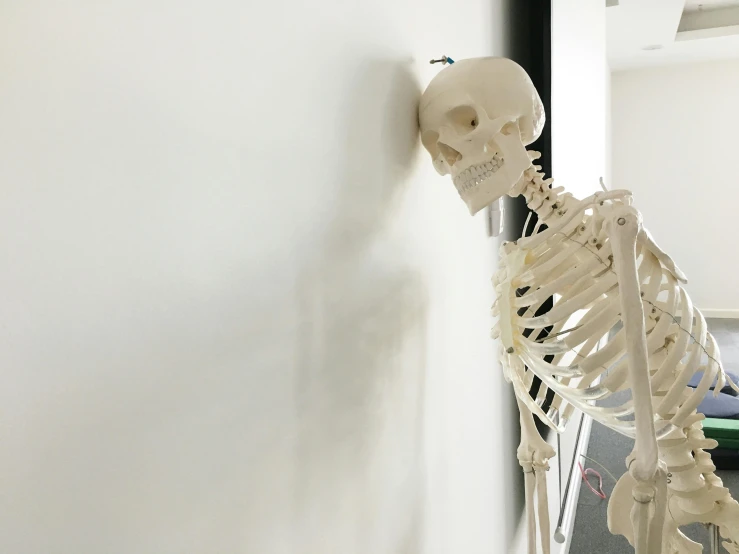 a skeleton that is leaning against a wall, unsplash, doctors office, background image, real life size, low - angle shot