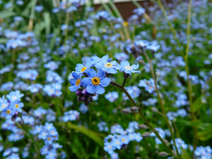 a close up of a bunch of blue flowers, a portrait, by David Simpson, flickr, hurufiyya, in a cottagecore flower garden, # nofilter, avatar image, smooth tiny details