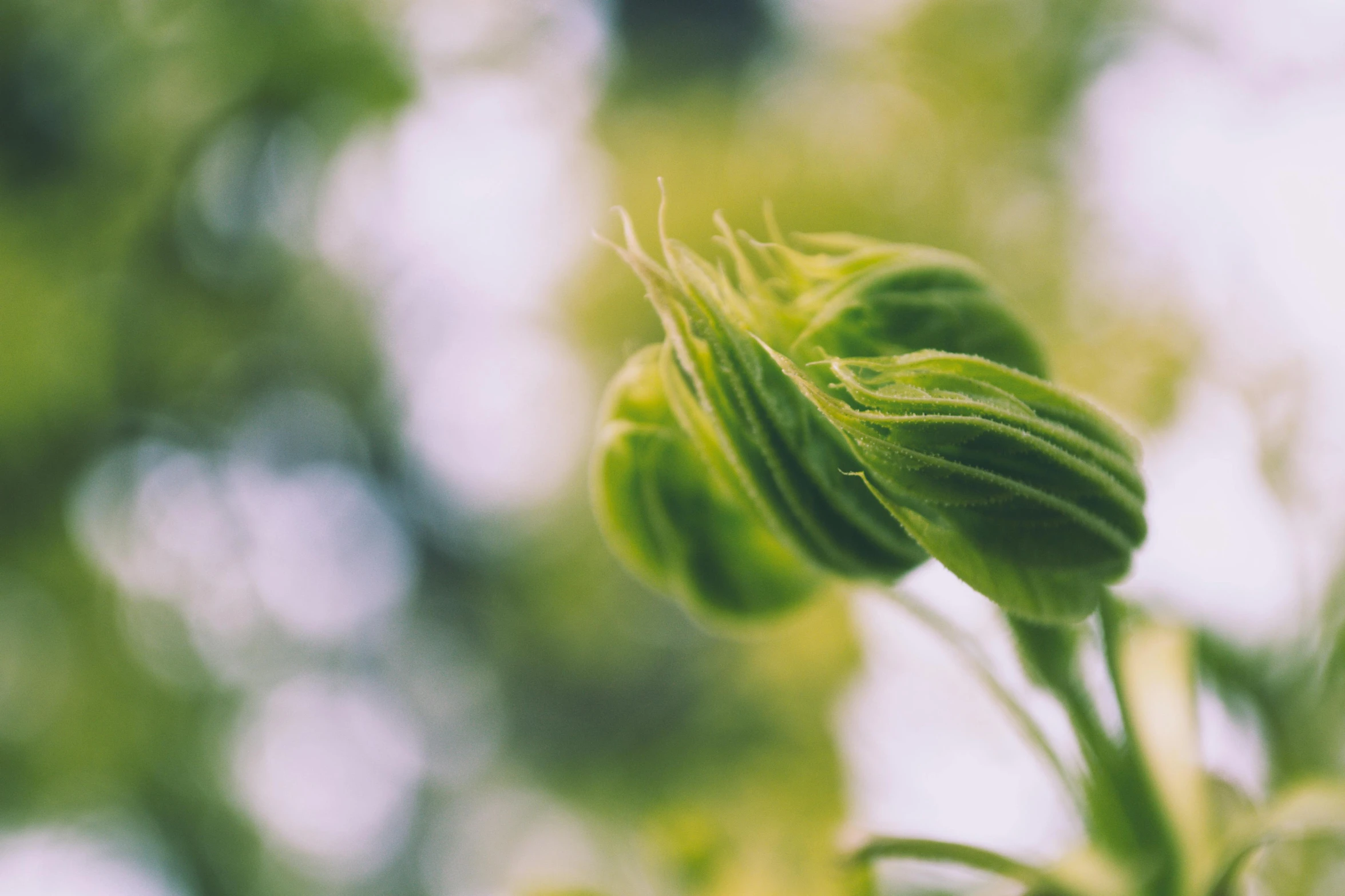 a close up of a flower with a blurry background, by Carey Morris, unsplash, visual art, fresh basil, light green, alien flora, trees and plants