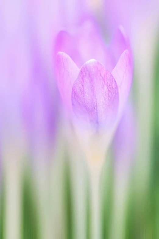 a close up of a flower with a blurry background, a macro photograph, by Andries Stock, soft purple glow, early spring, pastel', softly - lit