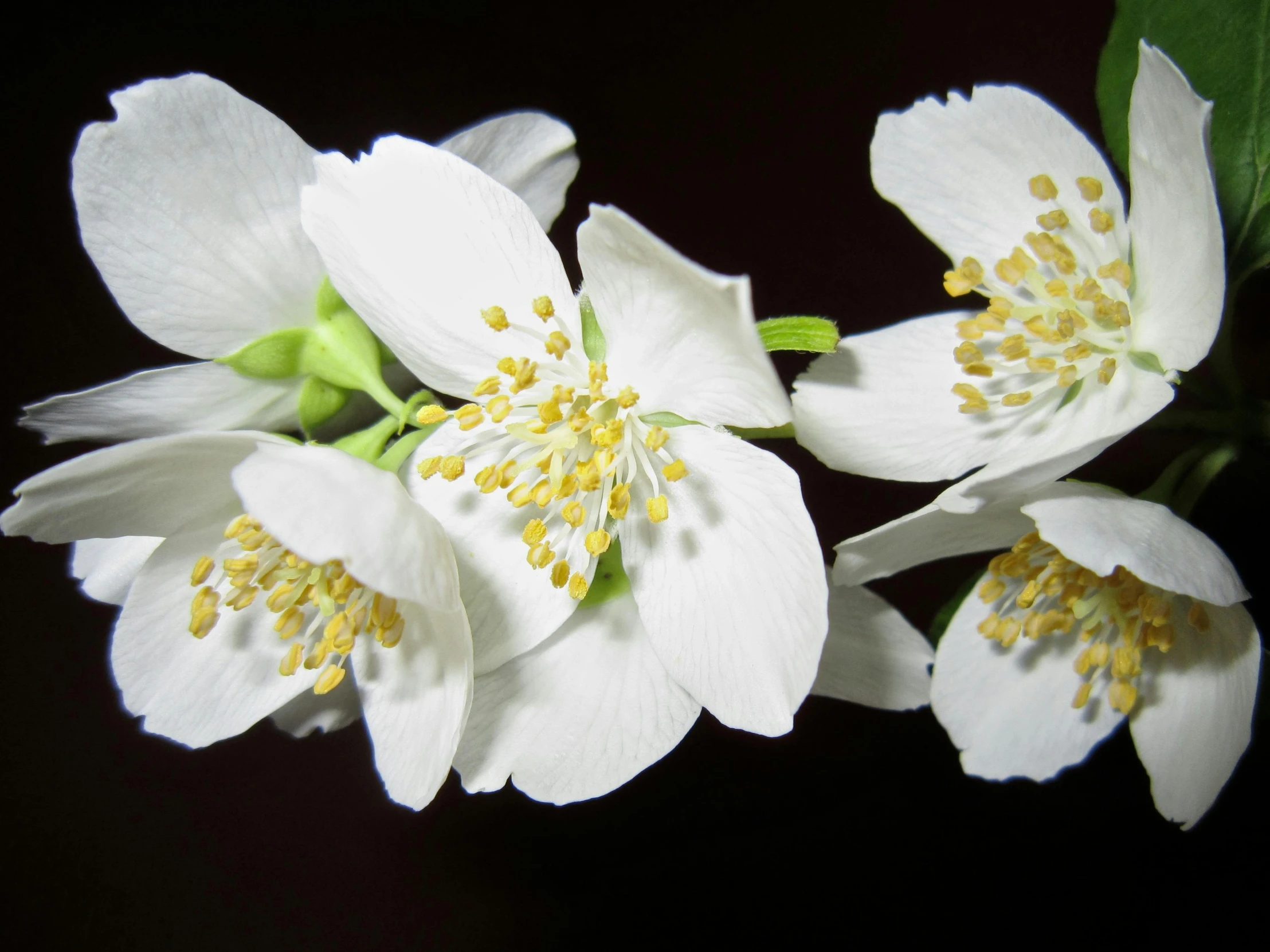 a close up of some white flowers on a branch, a macro photograph, by Sylvia Wishart, photorealism, studio medium format photograph, highly detailed in 4 k ”