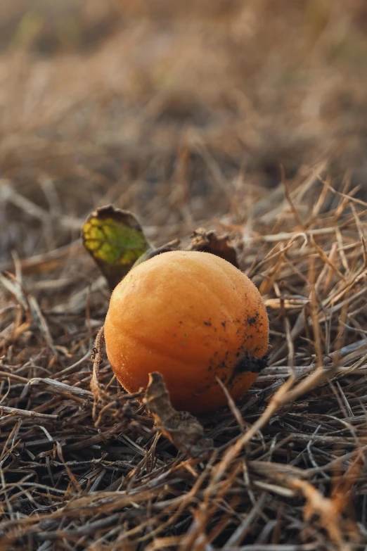 a ripe orange sitting on top of dry grass, unsplash, renaissance, square, pumpkin patch, ignant, small in size