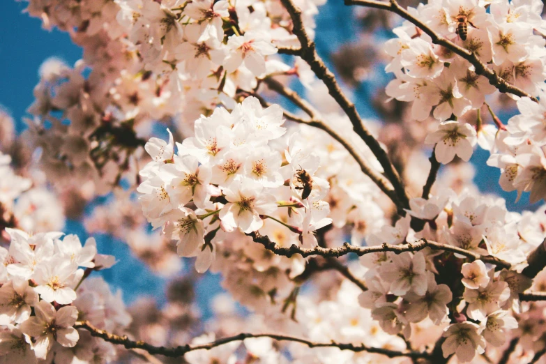 a bunch of white flowers on a tree, trending on unsplash, aestheticism, shades of pink and blue, 🦩🪐🐞👩🏻🦳, cherry-blossom-tree, background image