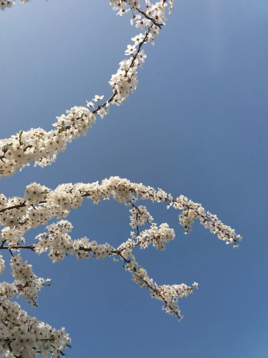 a tree with white flowers against a blue sky, by Niko Henrichon, low quality photo, photo on iphone, cherry, 8 l