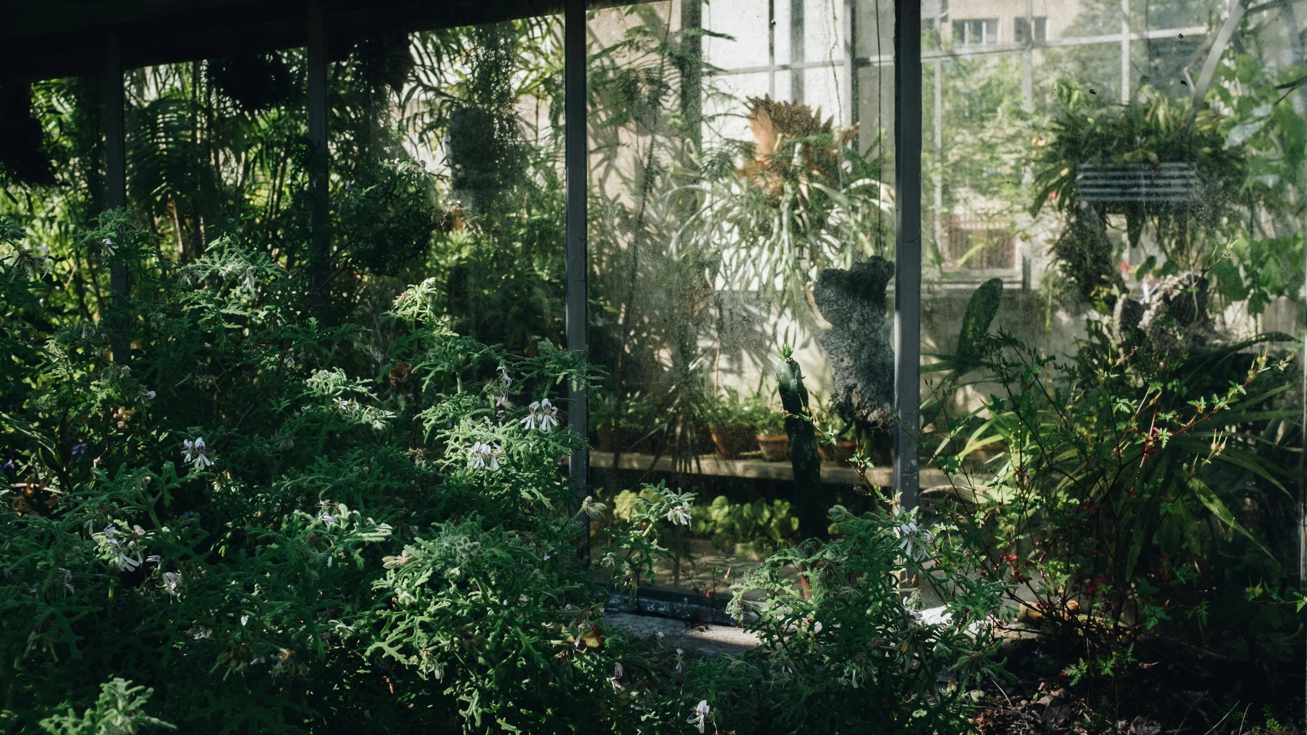 a greenhouse filled with lots of green plants, inspired by Elsa Bleda, unsplash contest winner, visual art, overgrown with puffy orchids, dappled afternoon sunlight, mexico city, green terrace