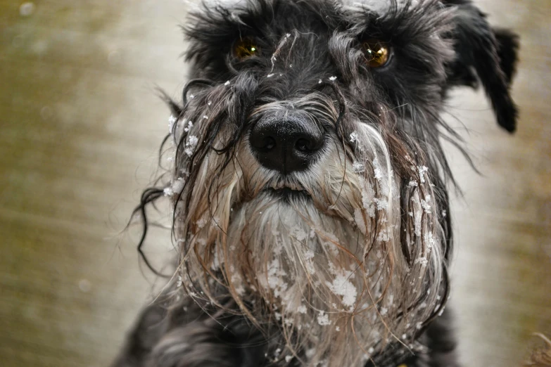 a close up of a dog with snow on it's face, pexels contest winner, photorealism, dirty beard, covered in white flour, a wooden, oozing black goo