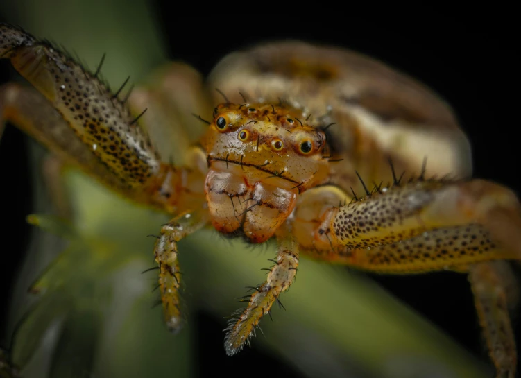 a close up of a spider on a plant, a macro photograph, pexels contest winner, hurufiyya, large yellow eyes, hyperreal highly detailed 8 k, fully frontal view, slide show