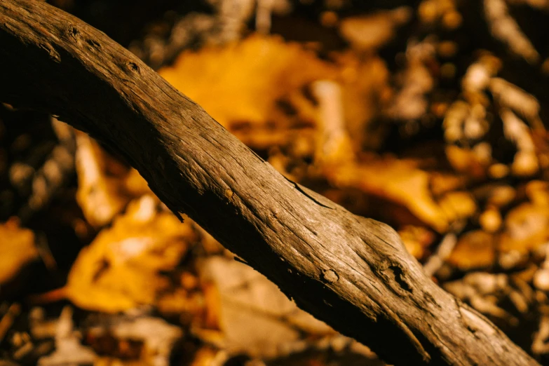 a piece of wood sitting on top of a pile of leaves, unsplash, land art, wooden staff, embers, close up image, shades of gold display naturally