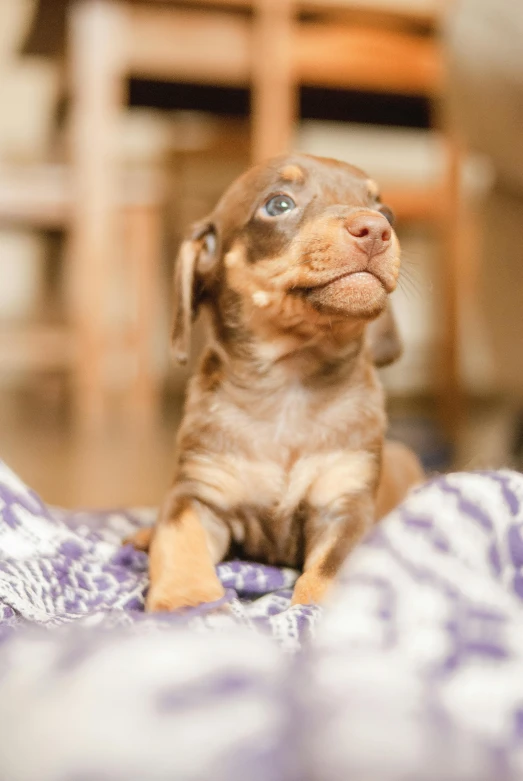 a small brown dog sitting on top of a bed, pexels contest winner, renaissance, puppies, weenie, medium close shot, australian