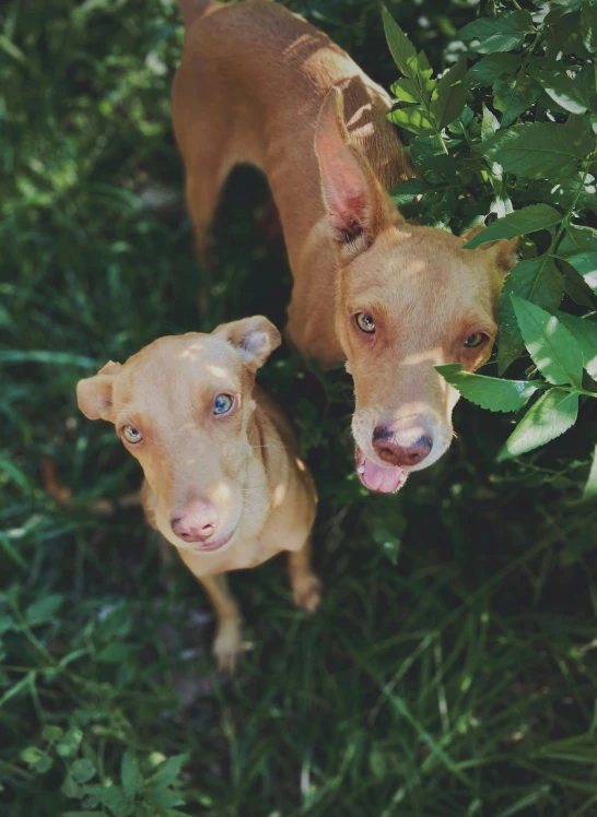 a couple of dogs standing on top of a lush green field, a picture, by Matt Cavotta, unsplash, shaven face, hairless, 😭 🤮 💕 🎀, red puppils