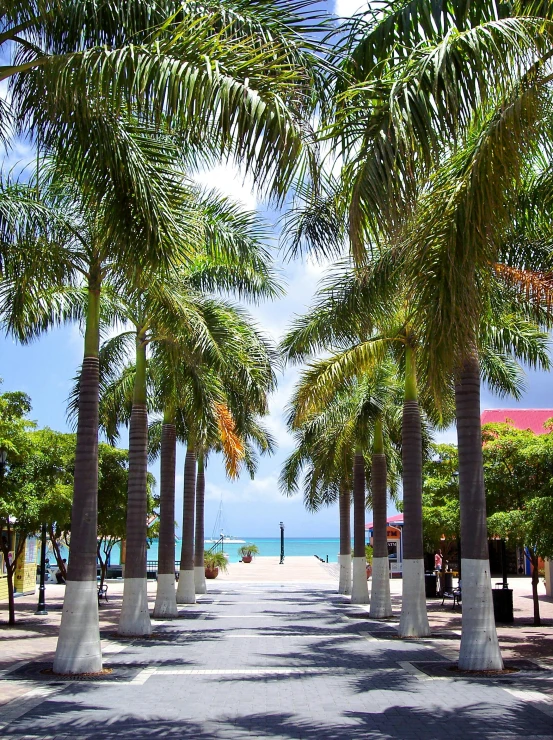 a street lined with palm trees next to the ocean, square, aruba, commercially ready, online