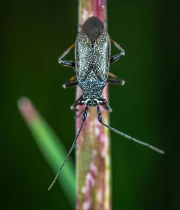 a close up of a bug on a plant, by Adam Marczyński, pexels contest winner, hurufiyya, long pointy ears, grey, close full body shot, uplit