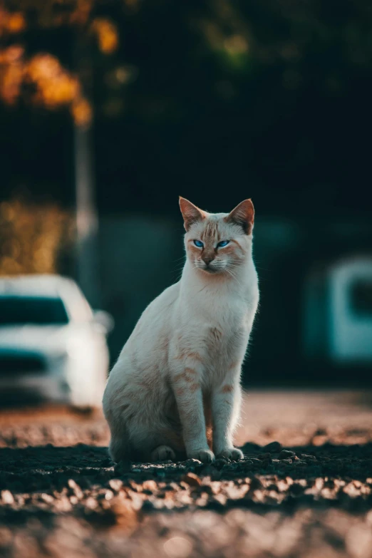 a white cat sitting on top of a dirt field, a picture, pexels contest winner, on a parking lot, front lit, blue eyed, slightly pixelated