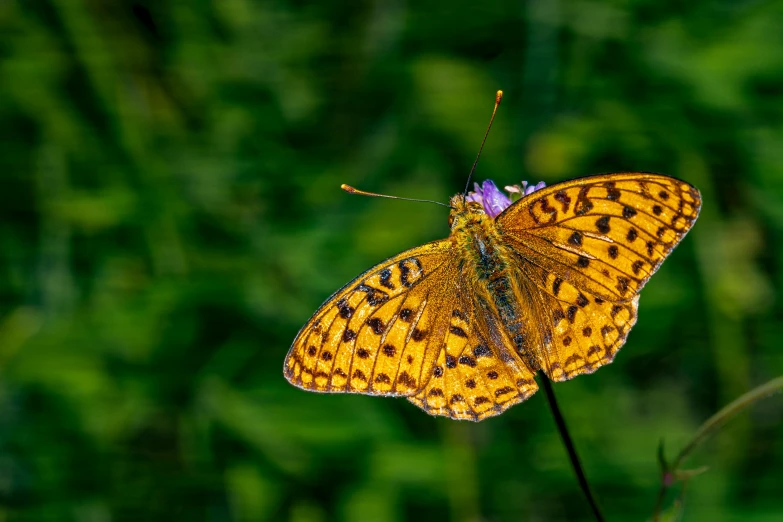 a butterfly sitting on top of a purple flower, by Brian Thomas, pexels contest winner, renaissance, yellow and green, speckled, stretch, high detailed photo