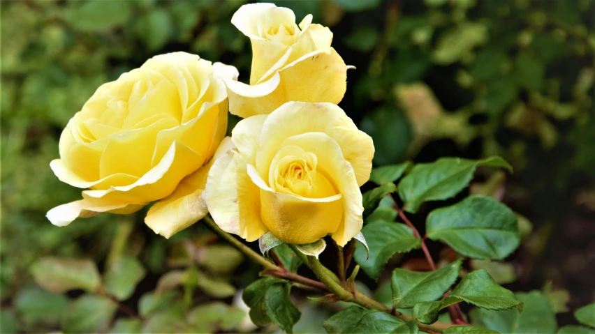 a couple of yellow roses sitting next to each other, fragrant plants, zoomed out, award winning, exterior shot