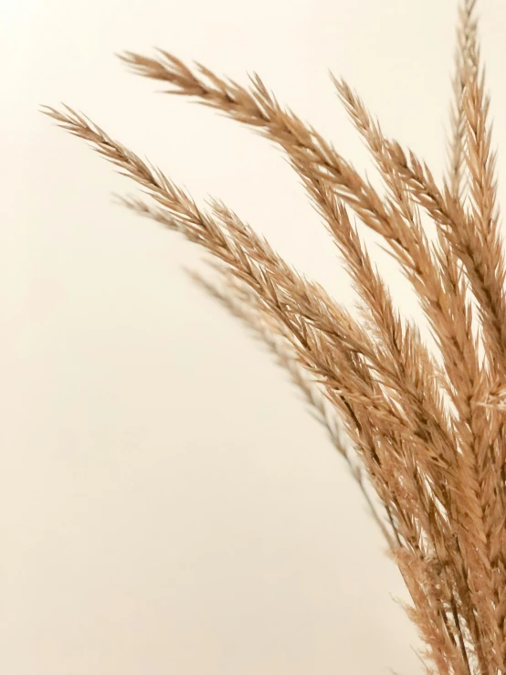 a close up of a vase with a plant in it, light brown fur, malt, detailed product shot, reeds