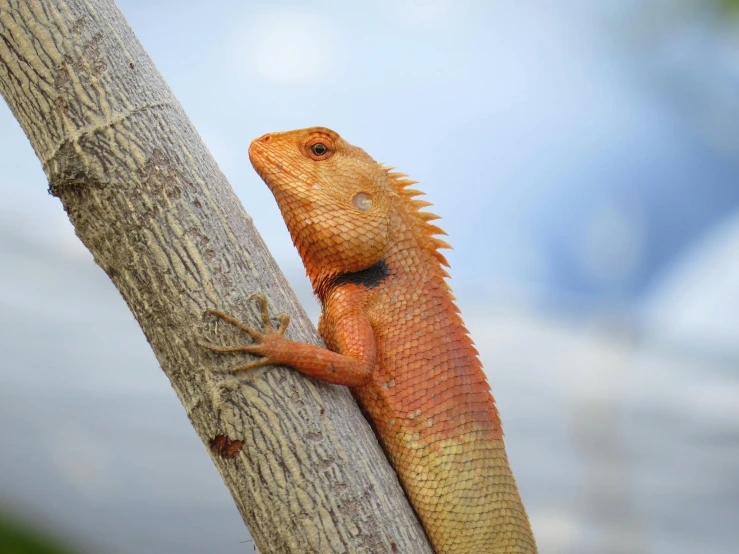 a lizard sitting on top of a tree branch, trending on pexels, renaissance, hairy orange skin, australian, a red dragon, a wooden
