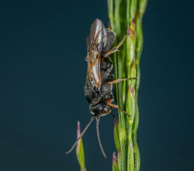 a close up of a bug on a plant, a macro photograph, by Andries Stock, pexels contest winner, hurufiyya, male aeromorph, malt, sitting down casually, grey