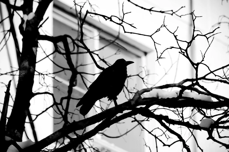 a black bird sitting on top of a tree branch, by Caroline Mytinger, pexels, gothic art, black on white, in an urban setting, nikolay kopeykin, portrait of a big